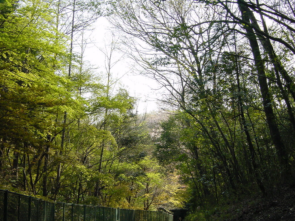 トトロの森の写真 ©odysseygate(CC BY-SA 2.0)