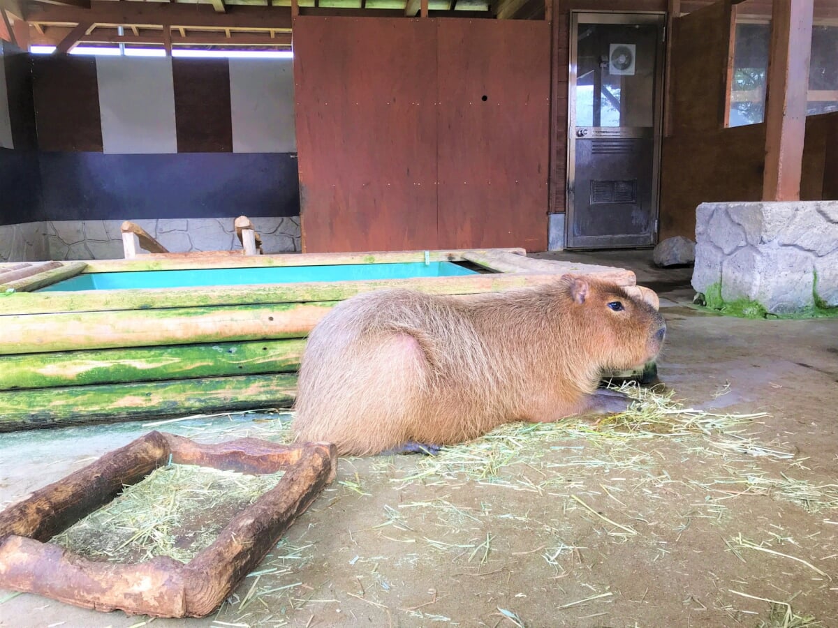 那須高原 りんどう湖ファミリー牧場の写真 
