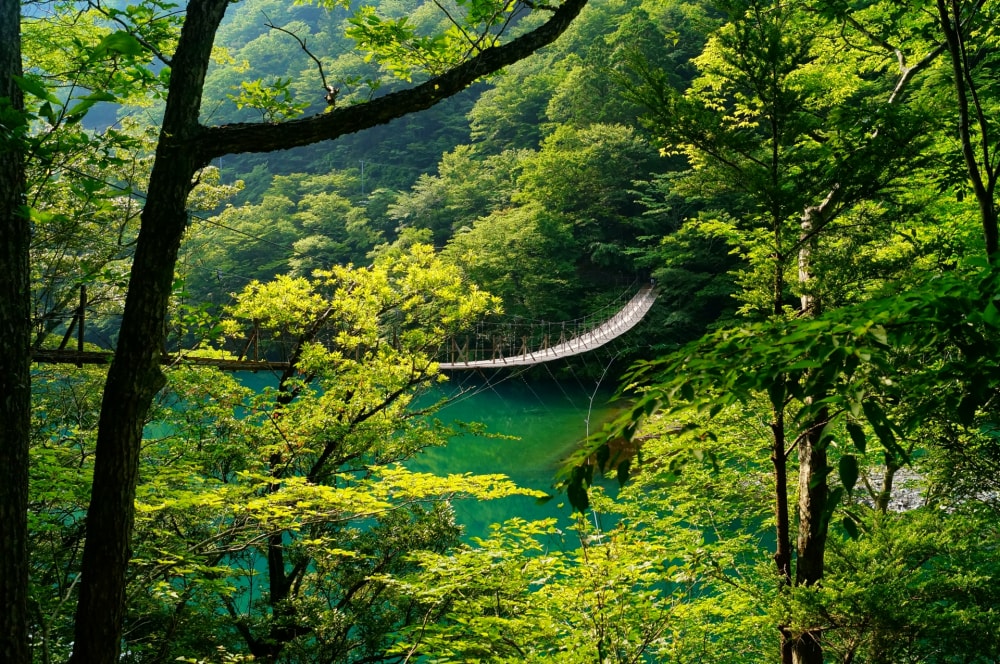 夢の吊り橋の写真 
