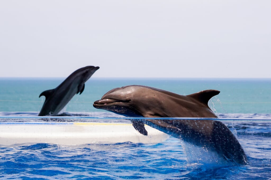 上越市立水族博物館 うみがたりの写真 