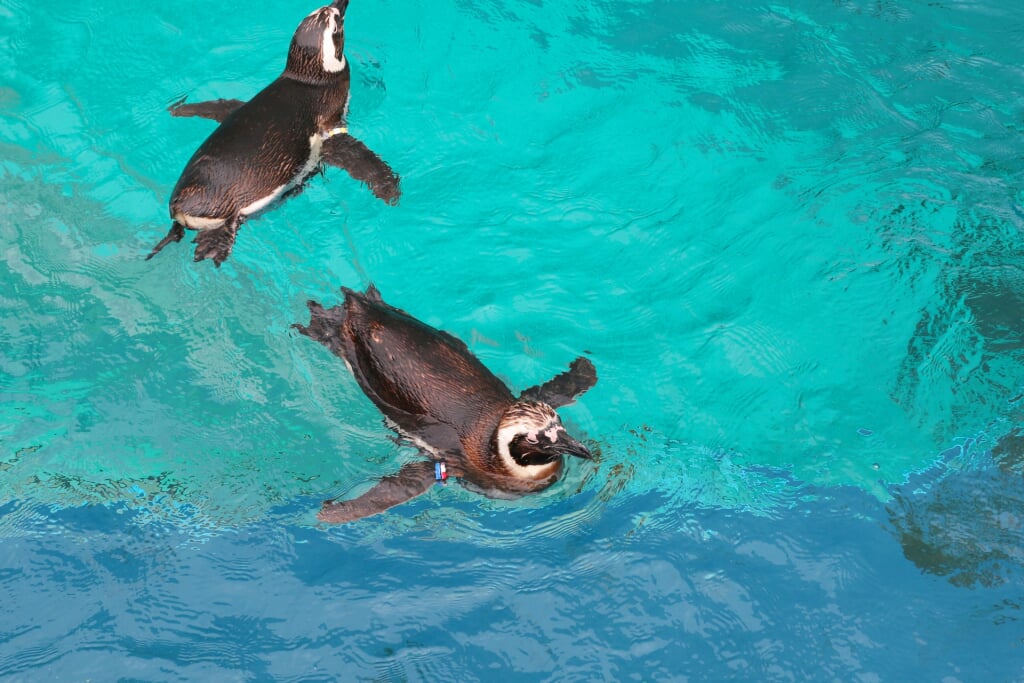 上越市立水族博物館 うみがたりの写真 