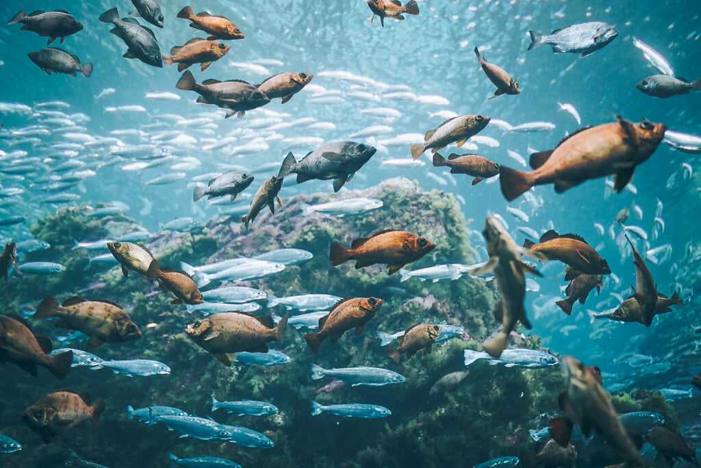 上越市立水族博物館 うみがたりの写真 
