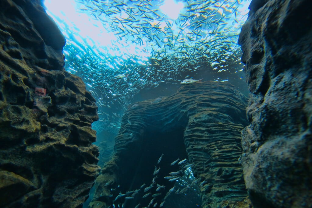 上越市立水族博物館 うみがたりの写真 