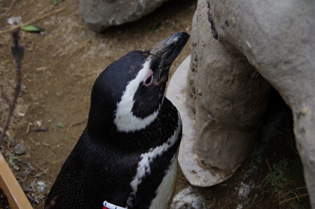 上越市立水族博物館 うみがたりの写真 