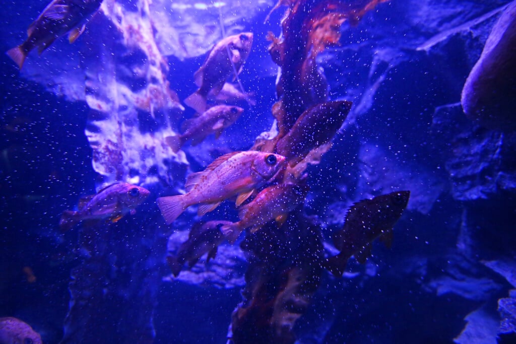 上越市立水族博物館 うみがたりの写真 