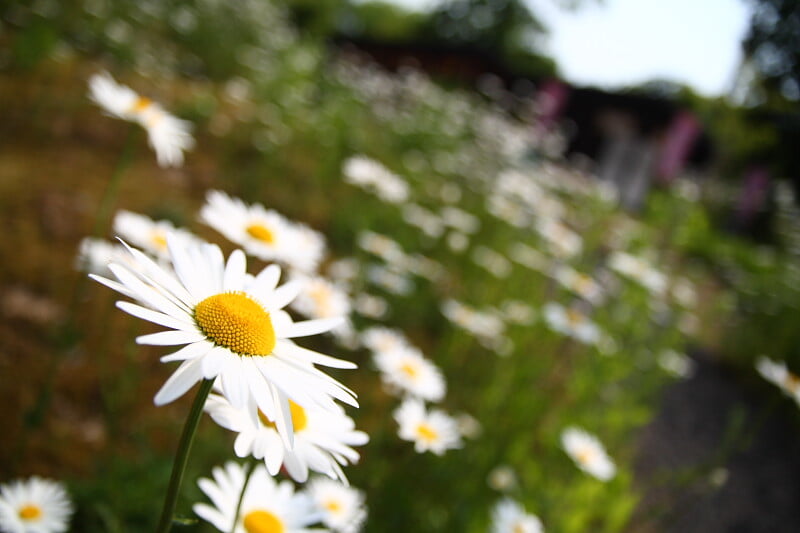 加賀 伝統工芸村 ゆのくにの森の写真 ©Kobetsai(CC BY-ND 2.0)