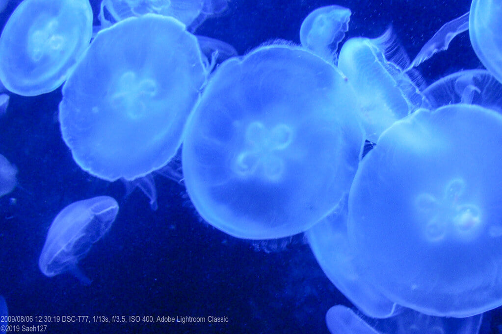 伊豆三津シーパラダイスの写真 ©さえいち(CC BY-ND 2.0)
