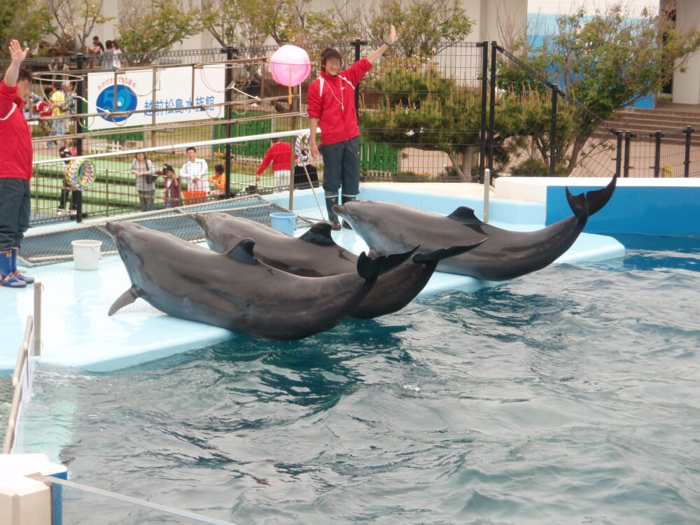 越前松島水族館の写真 ©Tomomori(CC BY-SA 3.0)