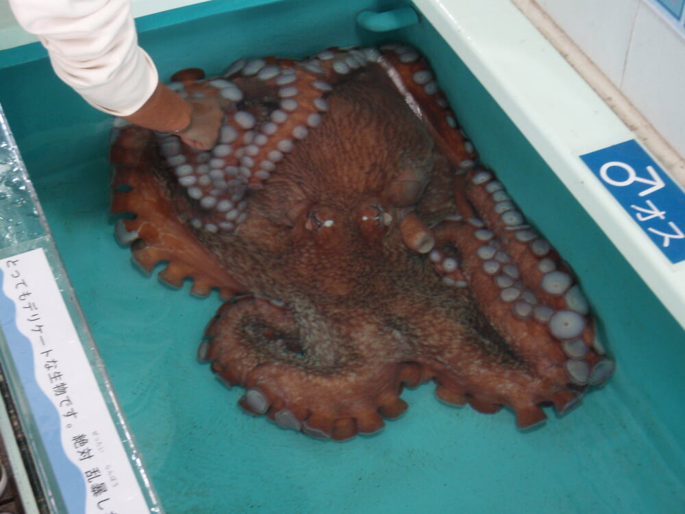 越前松島水族館の写真 ©Tomomori(CC BY-SA 3.0)