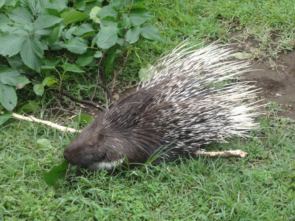 伊豆シャボテン動物公園の写真 ©inunami(CC BY 2.0)