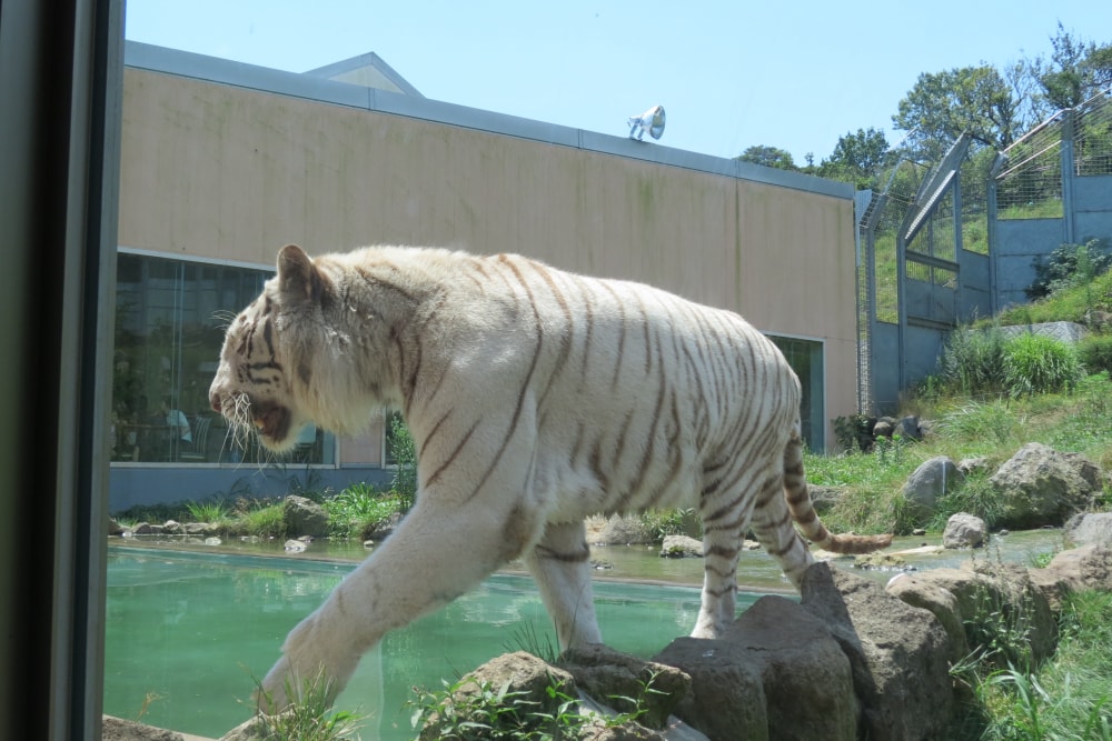 伊豆アニマルキングダムの写真 出典:ユライ(CC BY-SA 2.1 jp)