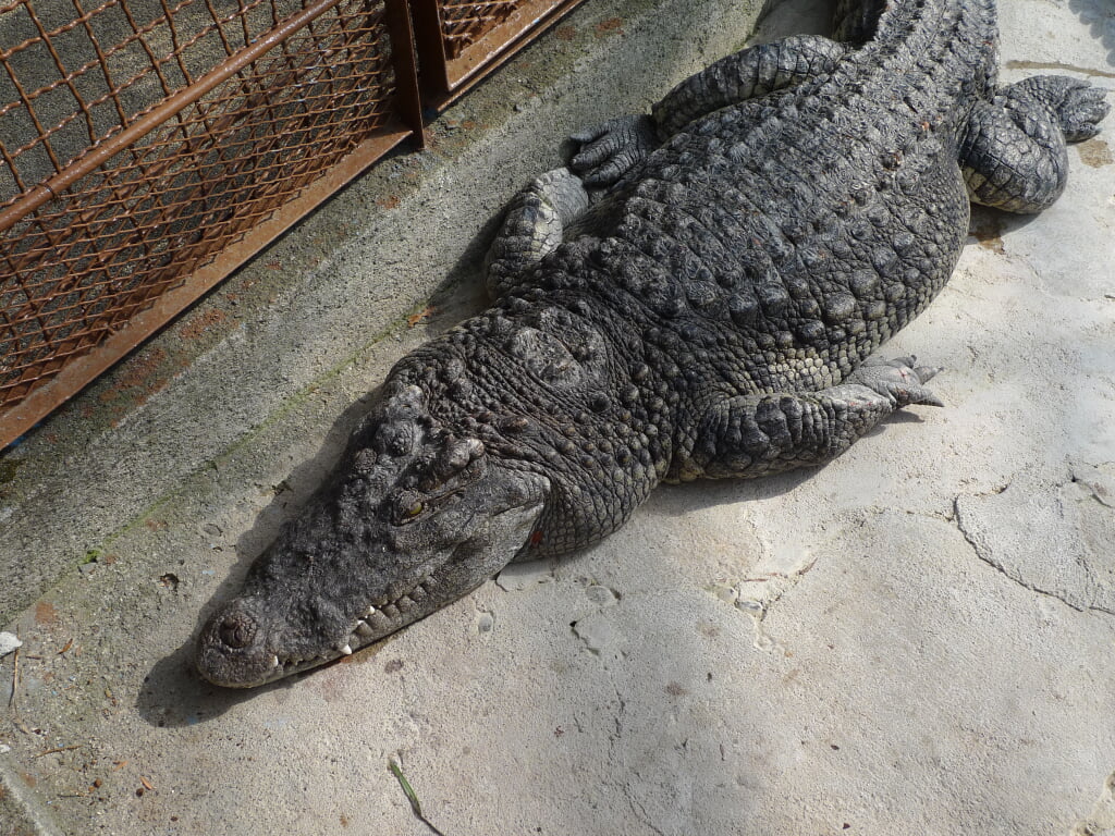 熱川バナナワニ園の写真 ©Motokoka(CC BY-SA 4.0)