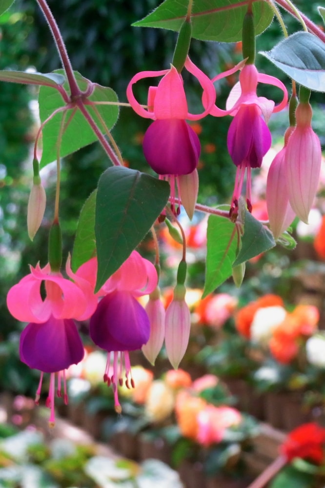 富士花鳥園の写真 ©Yamaguchi Yoshiaki from Japan(CC BY-SA 2.0)