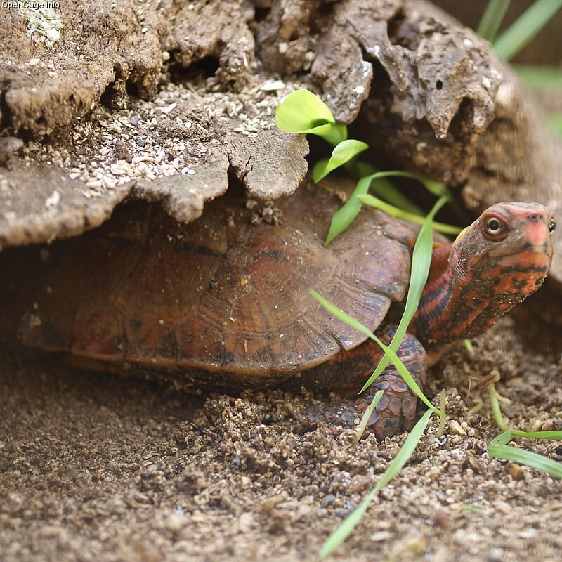 ネオパークオキナワの写真 ©OpenCage(CC BY-SA 2.5)