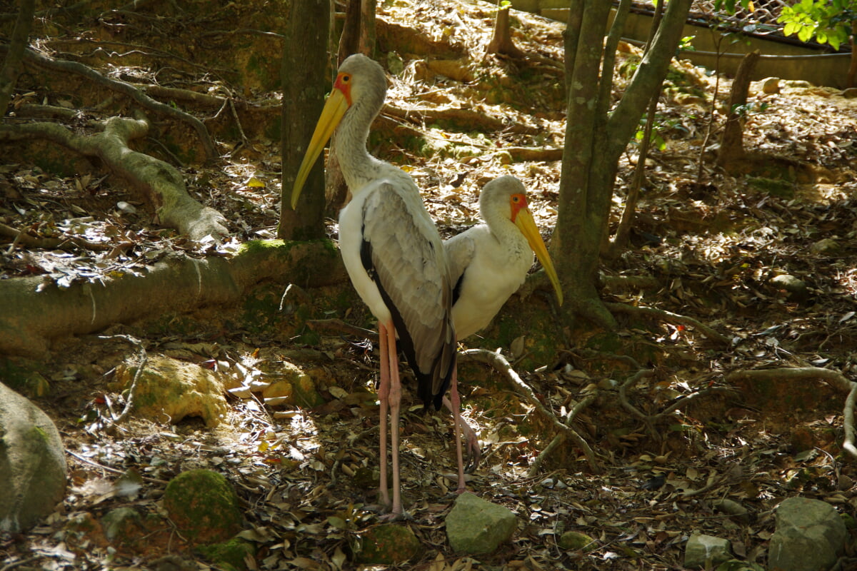 ネオパークオキナワの写真 ©pelican from Tokyo, Japan(CC BY-SA 2.0)