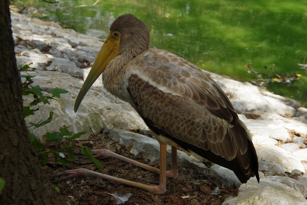 ネオパークオキナワの写真 ©pelican from Tokyo, Japan(CC BY-SA 2.0)