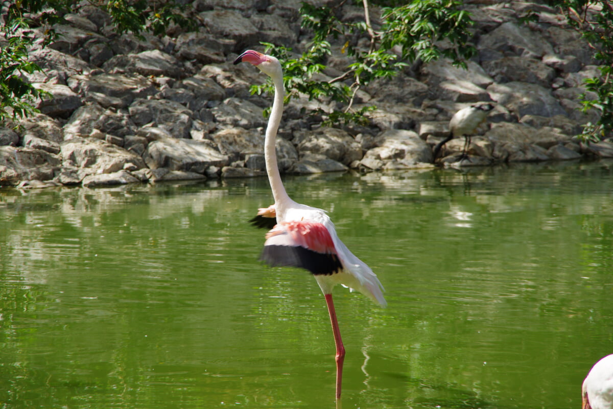 ネオパークオキナワの写真 ©pelican from Tokyo, Japan(CC BY-SA 2.0)