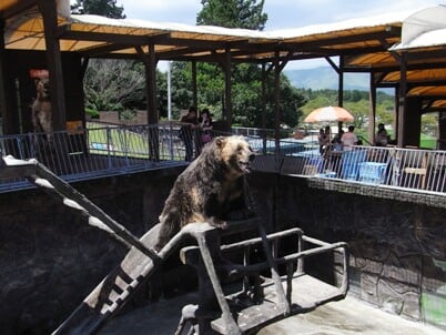 阿蘇カドリー・ドミニオンの写真 ©棚橋弘季（HIROKI tanahashi） さん https://commons.wikimedia.org/wiki/File:Cuddly_dominion2.jpg