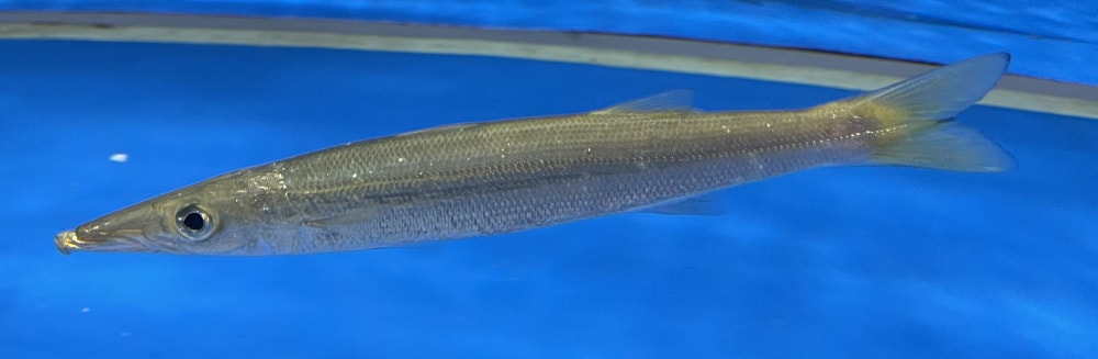 仙台うみの杜水族館の写真 ©Totti(CC BY-SA 4.0)