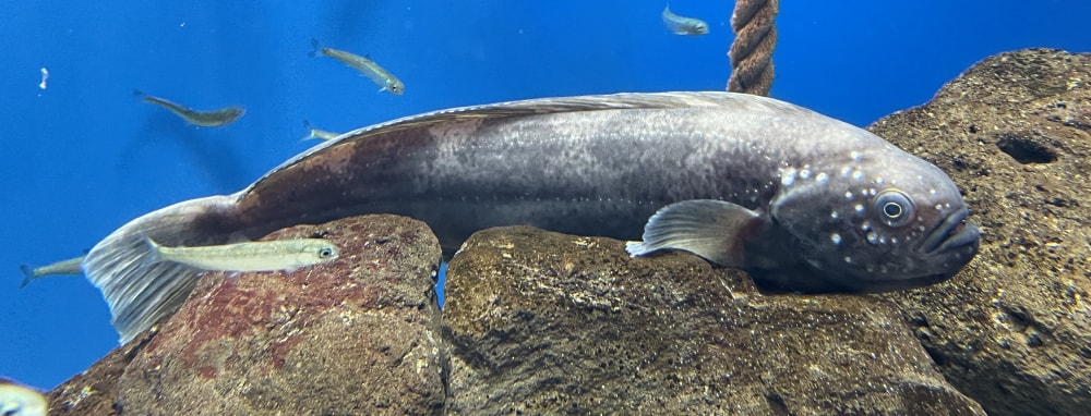 仙台うみの杜水族館の写真 ©Totti(CC BY-SA 4.0)