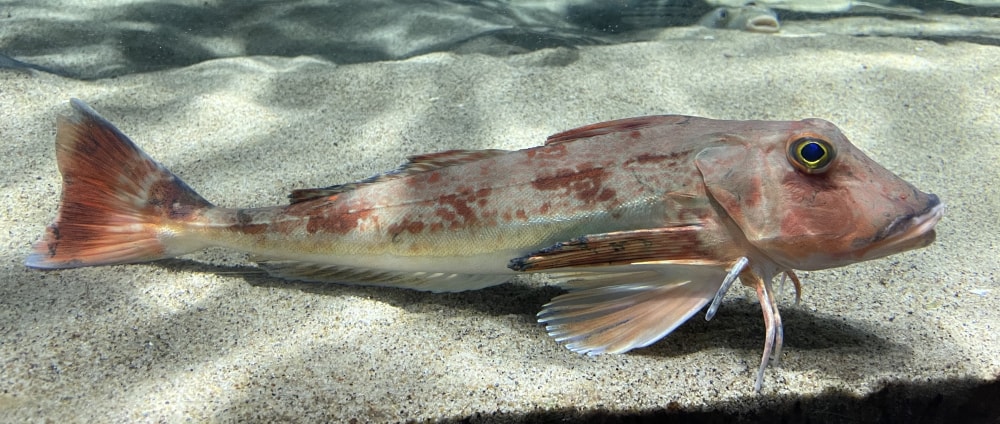 仙台うみの杜水族館の写真 ©Totti(CC BY-SA 4.0)