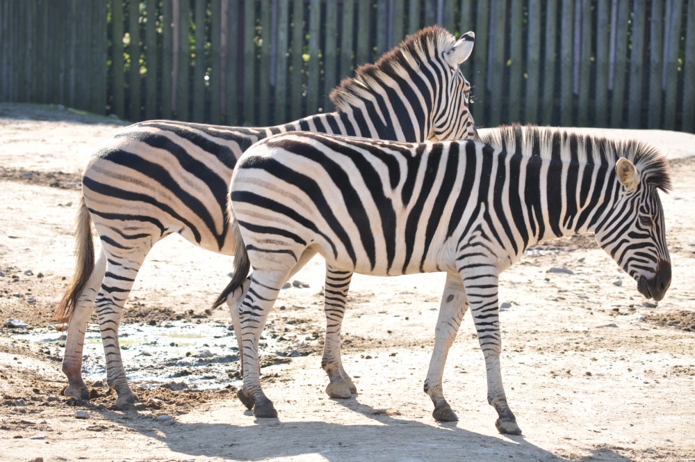 東武動物公園の写真 ©Ocdp(CC0)