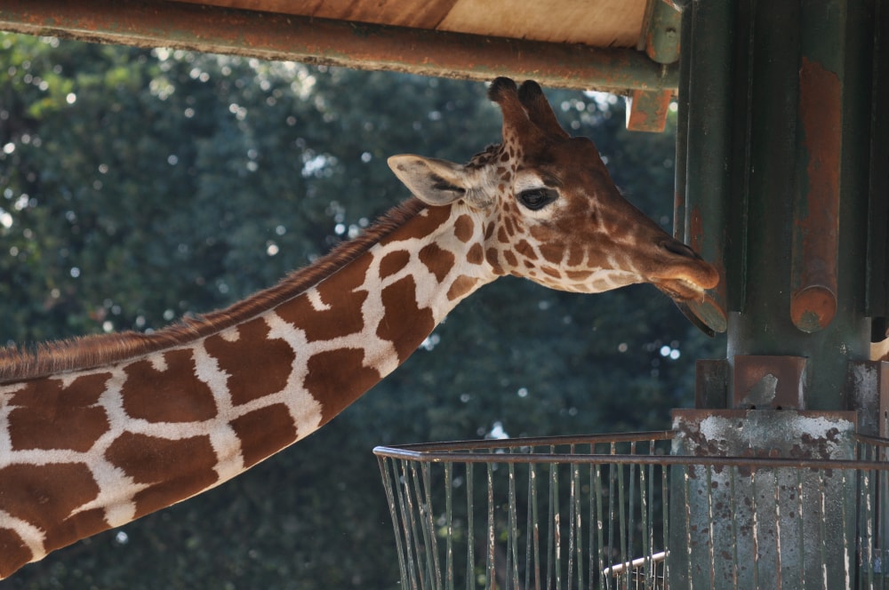 東武動物公園の写真 ©Ocdp(CC0)