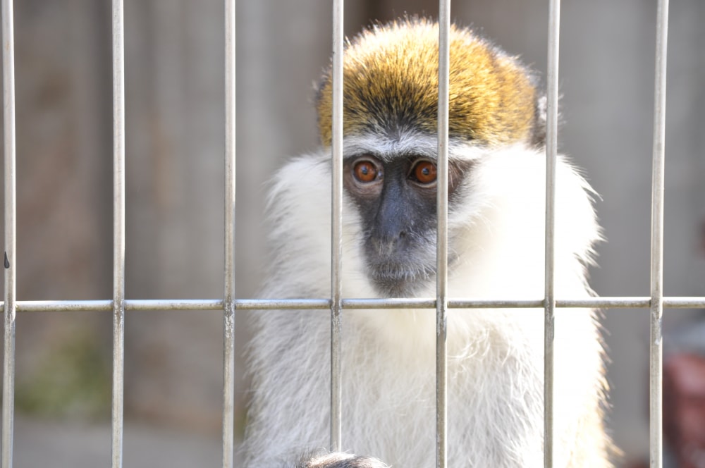 東武動物公園の写真 ©Ocdp(CC0)