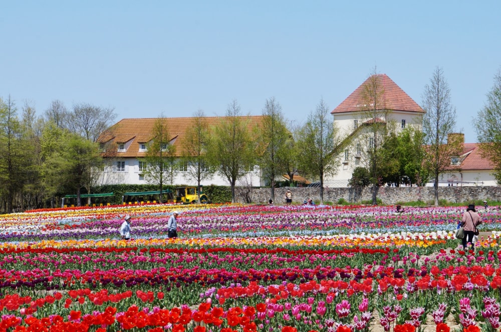 滋賀農業公園ブルーメの丘の写真 