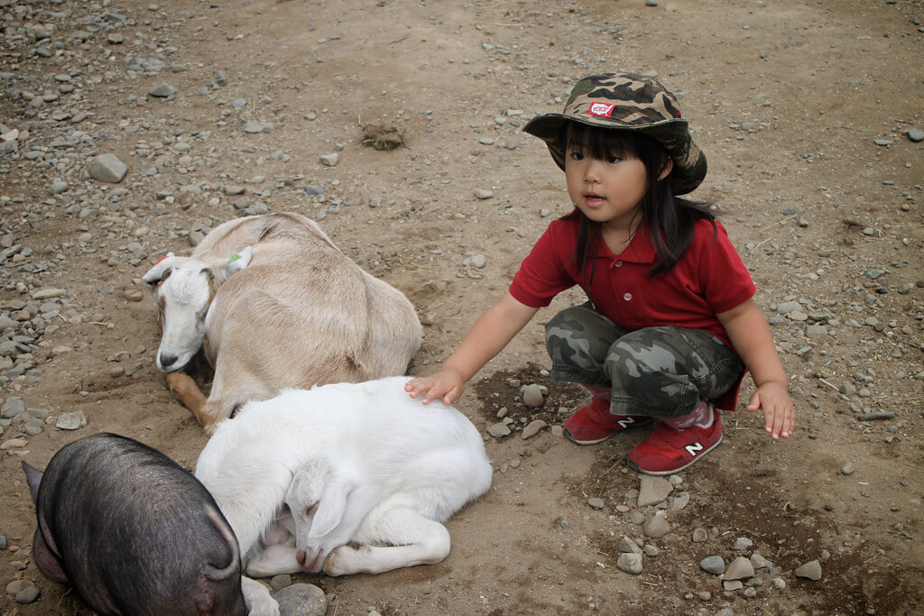 ハイジ牧場の写真 ©MIKI+Yoshihito.+%28%23mikiyoshihito%29(CC BY 2.0)