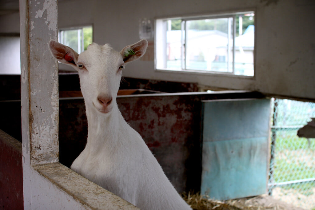 ハイジ牧場の写真 ©MIKI+Yoshihito.+%28%23mikiyoshihito%29(CC BY 2.0)