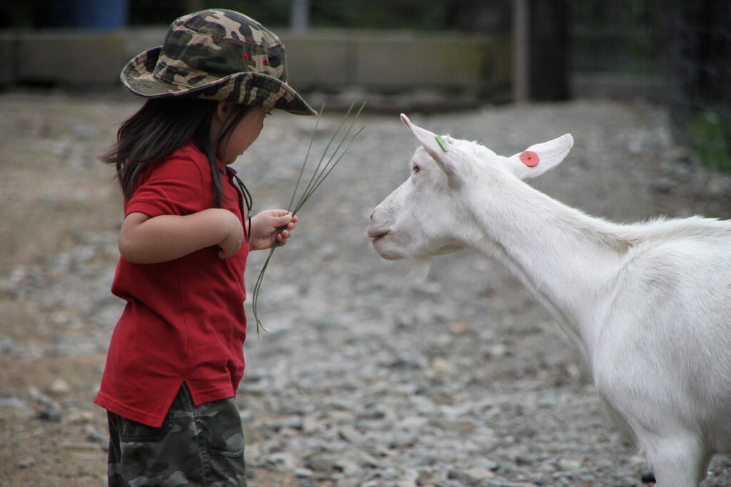 ハイジ牧場の写真 ©MIKI+Yoshihito.+%28%23mikiyoshihito%29(CC BY 2.0)