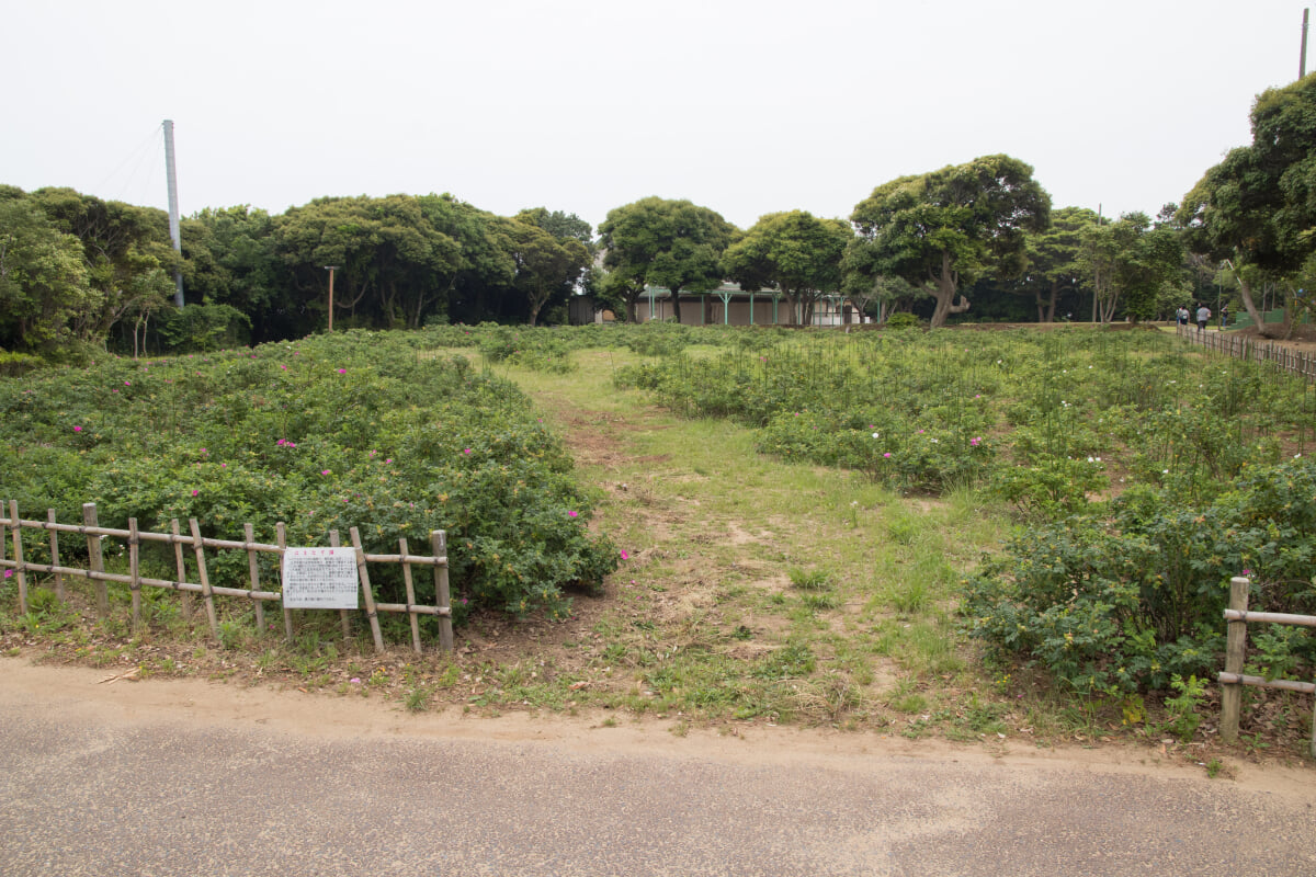大野潮騒はまなす公園の写真 ©Σ64(CC BY 4.0)
