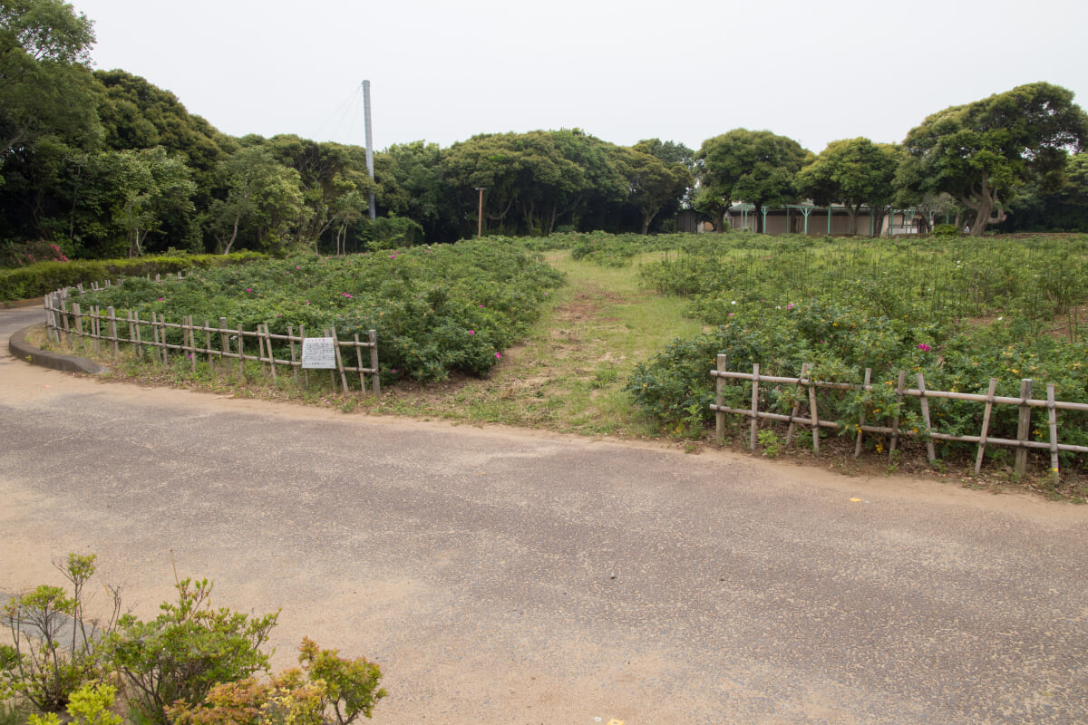 大野潮騒はまなす公園の写真 ©Σ64(CC BY 4.0)
