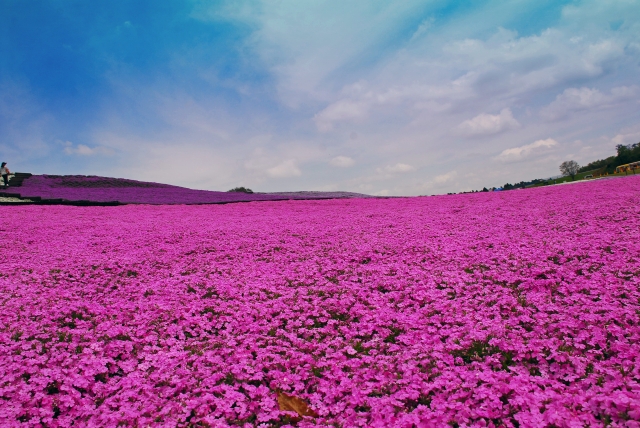 東京ドイツ村の写真 出典:photoAC