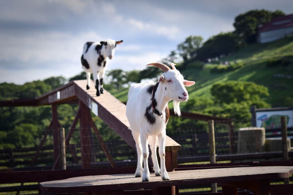 マザー牧場の写真 ©Raita Futo from Tokyo, Japan(CC BY 2.0)