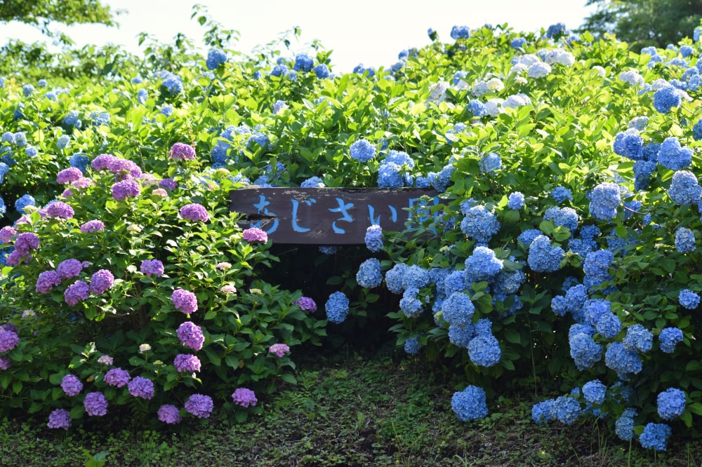 マザー牧場の写真 ©Raita Futo from Tokyo, Japan(CC BY 2.0)