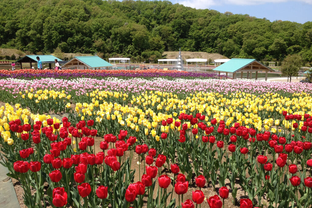 国営越後丘陵公園の写真 ©uka0310(CC BY 2.0)