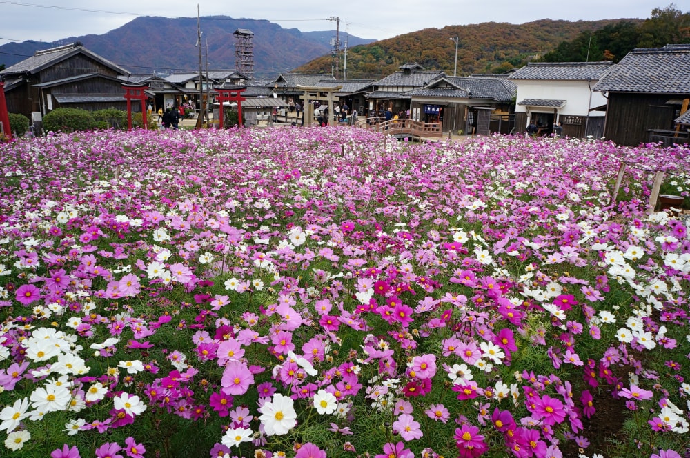 二十四の瞳映画村の写真 ©663highland(CC-BY-SA-3.0)