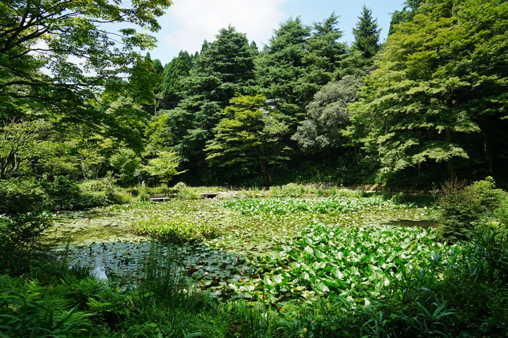 六甲高山植物園の写真 ©663highland(CC BY-SA 4.0)