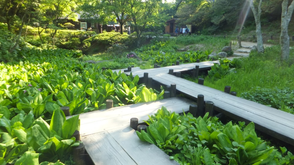 六甲高山植物園の写真 ©Mti(CC BY-SA 4.0)