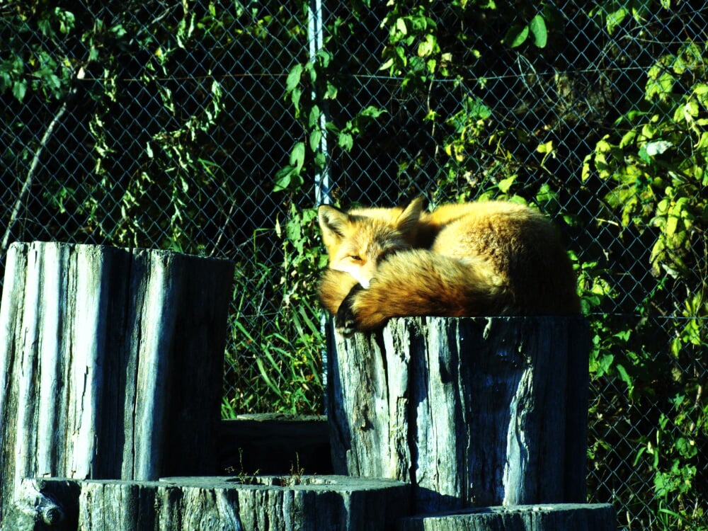 北きつね牧場の写真 ©hidetsugu(CC BY 2.0)
