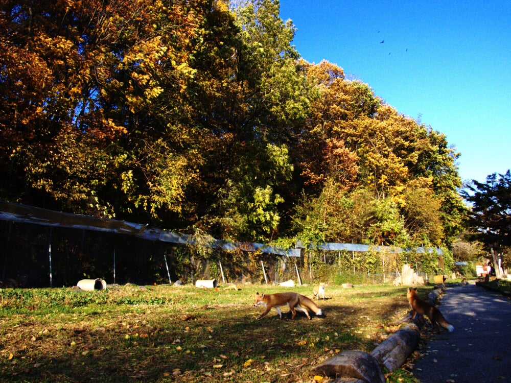 北きつね牧場の写真 ©hidetsugu(CC BY 2.0)