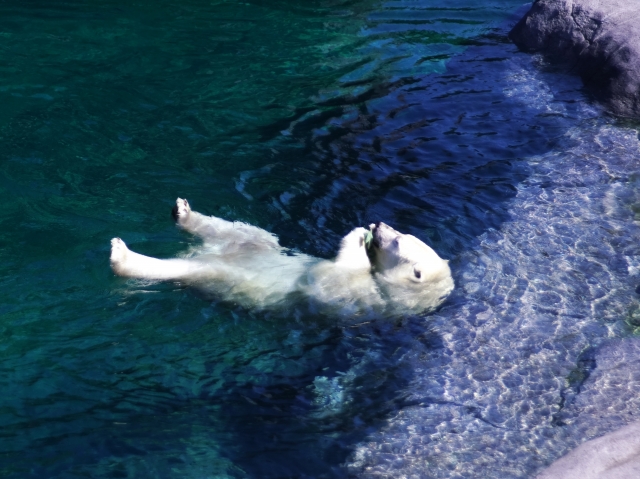 札幌市円山動物園の写真 