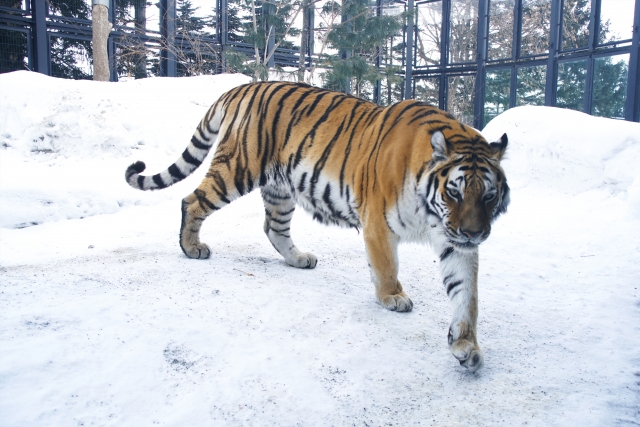 札幌市円山動物園の写真 