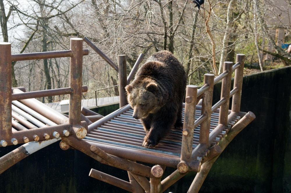 のぼりべつクマ牧場の写真 ©Kinden K さん(CC BY-SA 2.0)