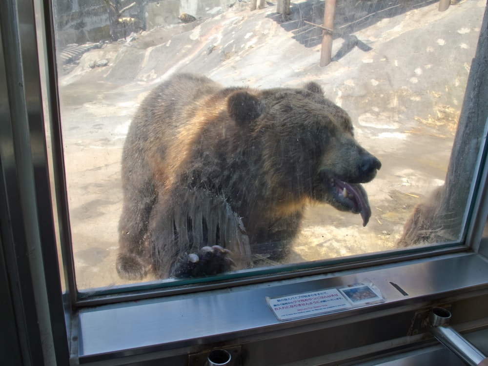 のぼりべつクマ牧場の写真 ©jiashiang さん(CC BY 2.0)