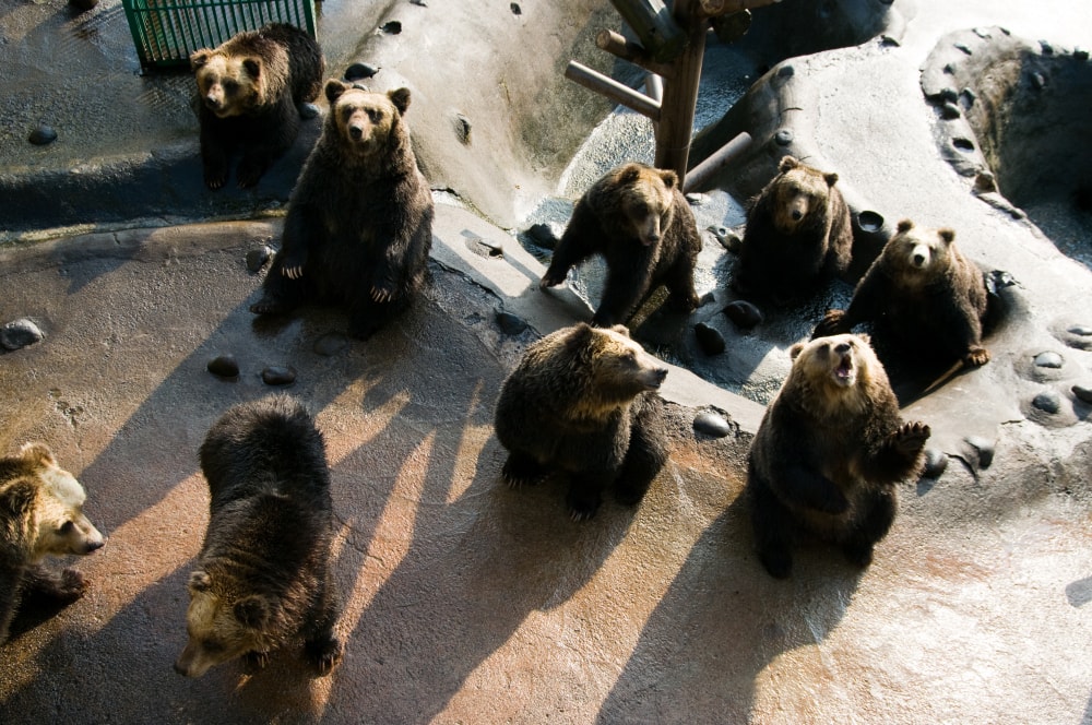 のぼりべつクマ牧場の写真 ©Kinden K さん(CC BY-SA 2.0)