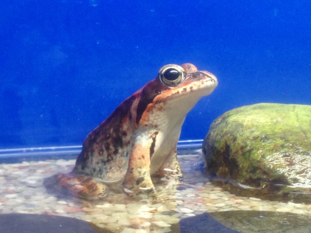 サケのふるさと千歳水族館の写真 ©Totti(CC BY-SA 4.0)