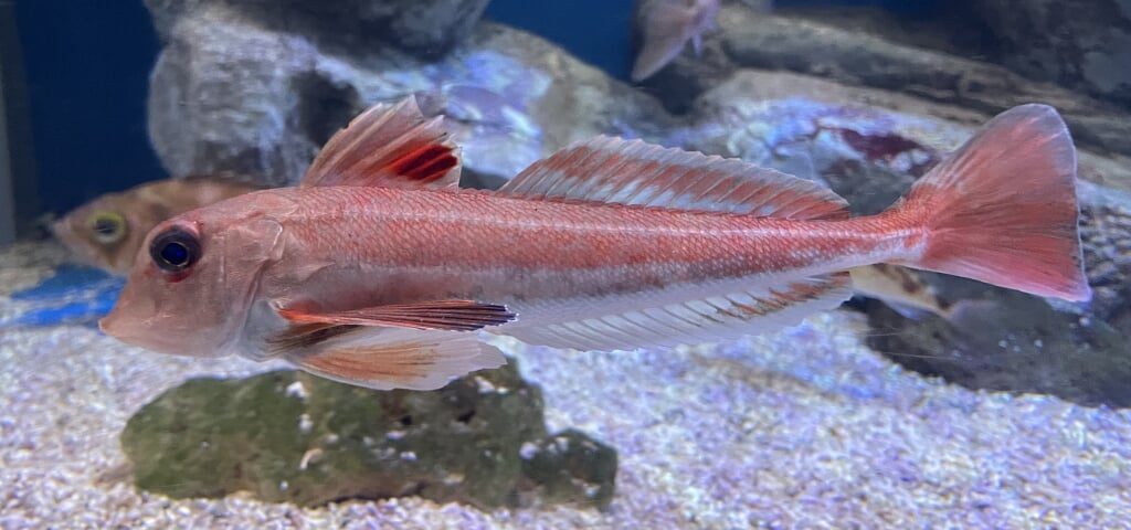 青森県営 浅虫水族館の写真 ©Totti(CC BY-SA 4.0)